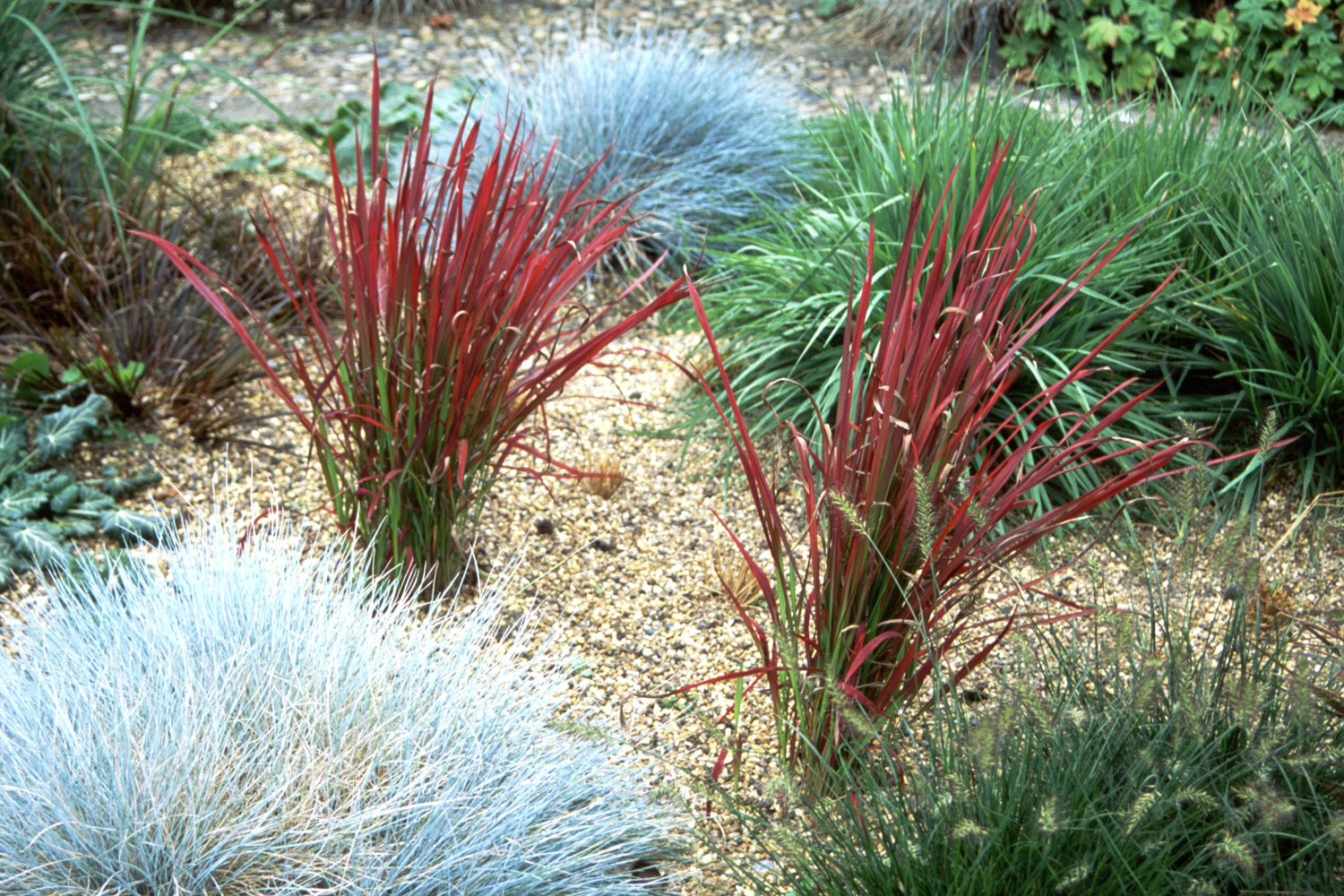 Grass Imperata 'Cylindrica Red Baron' 3 Litre Pot - Provides shelter for insects and small mammals - Image 5