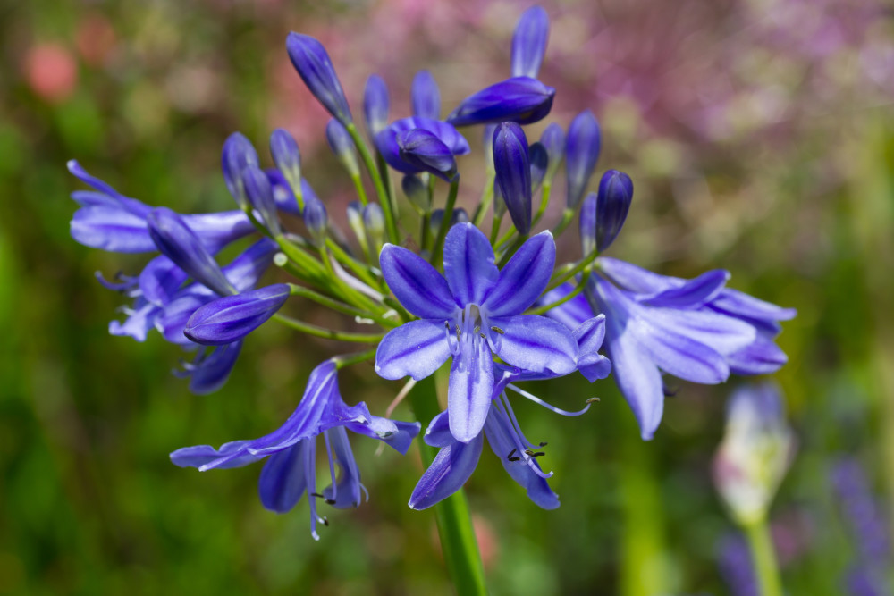 Agapanthus (African Lily) 'Lapis Lazuli'  3 Litre Pot - Colourful Flower Heads - Image 2
