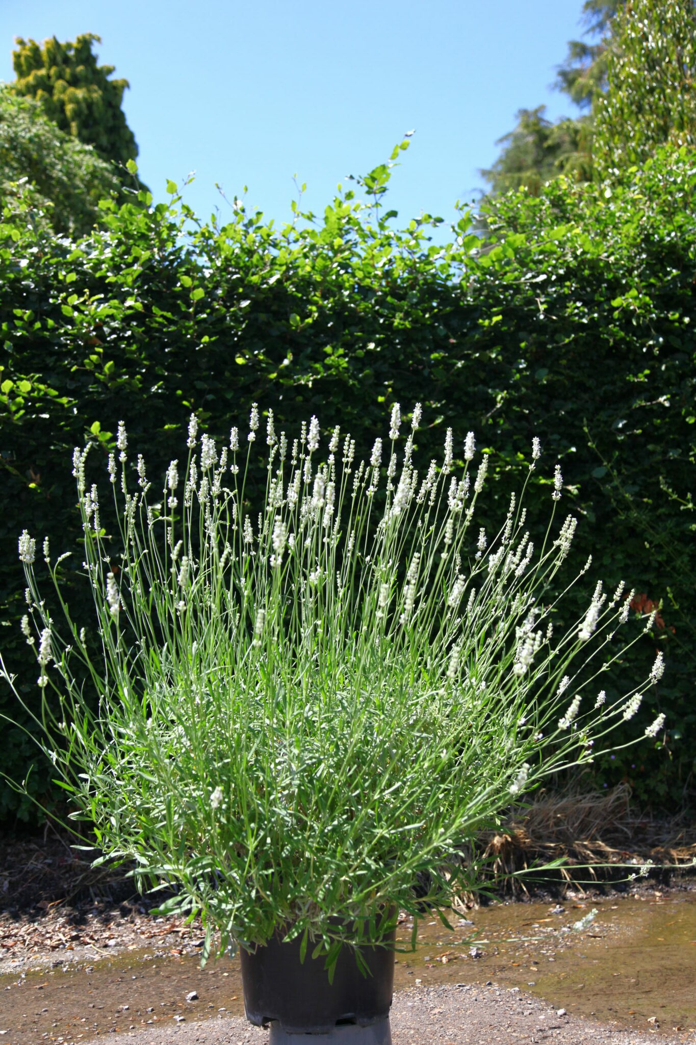 Lavender (Lavandula) Exceptional Perennial Plant in a 3 Litre Pot - Pollinator