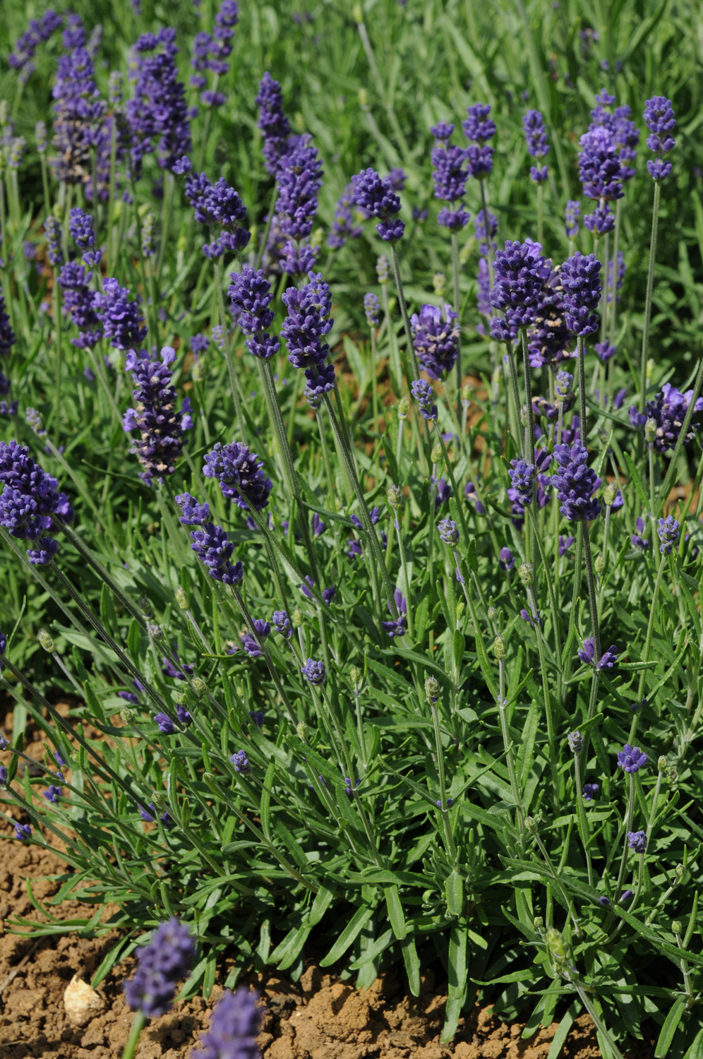 English Lavender 'Hidcote' - 3 Litre Pot