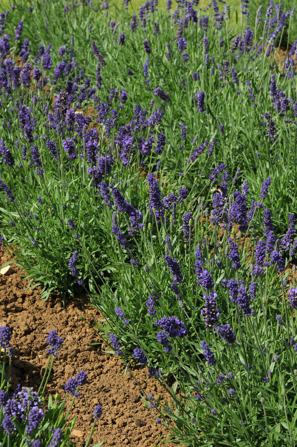 English Lavender 'Hidcote' - 3 Litre Pot - Image 2