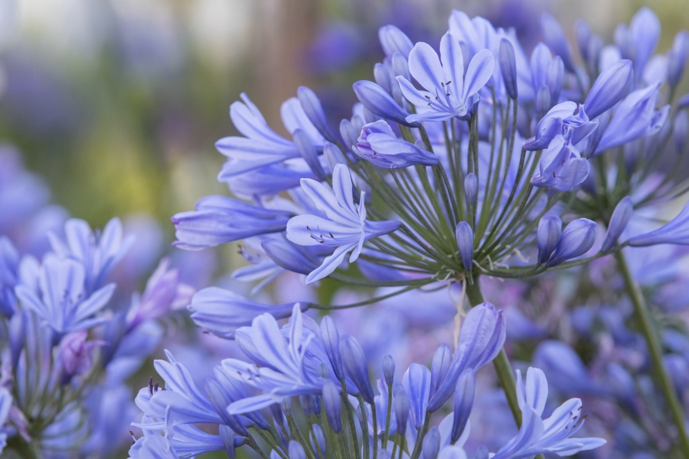 Agapanthus (African Lily) 'Lavender Haze' Perennial Shrub in a 3 Litre Pot - Colourful flower heads
