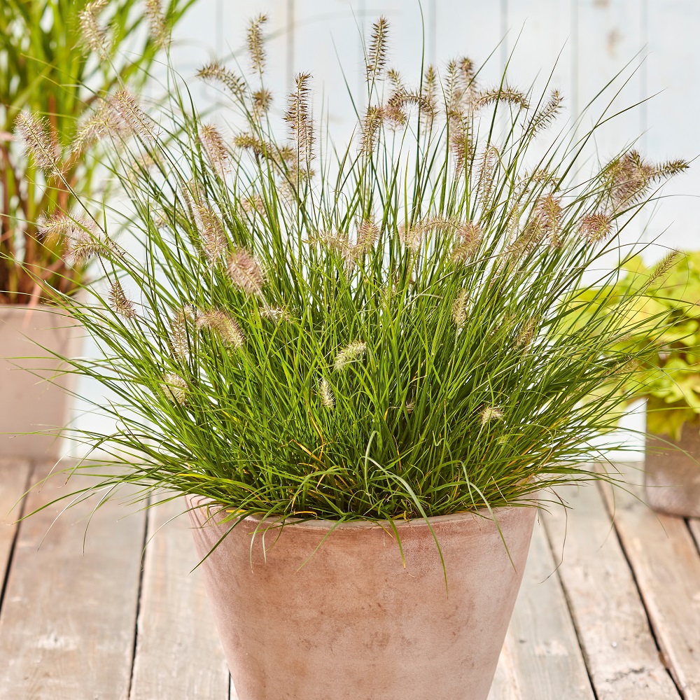 Grass Pennisetum 'Little Bunny' - 3 Litre Pot - Provides shelter for insects and small mammals