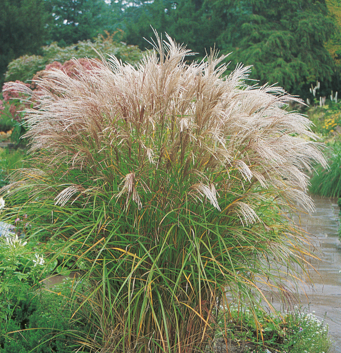 Grass Miscanthus 'Kleine Silberspinne' - 3 Litre Pot - Provides shelter for Insects and small mammals