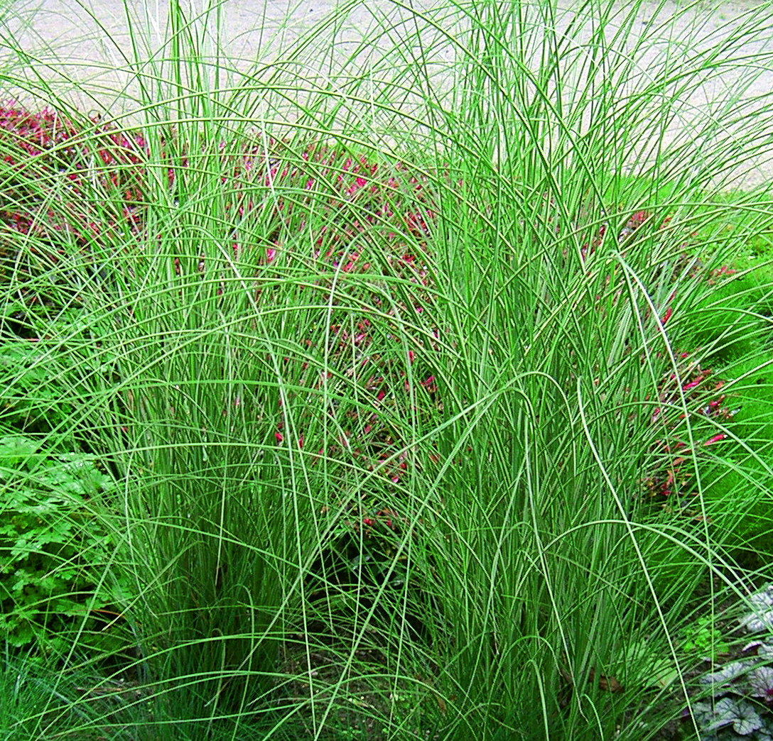 Grass Miscanthus 'Morning Light'  3 Litre Pot - Provides shelter for insects and small mammals