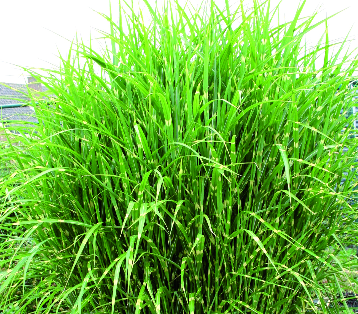 Grass Miscanthus sinensis Zebrinus Perennial Plant in a 3 Litre Pot - Provides shelter for insects and small mammals - Image 2