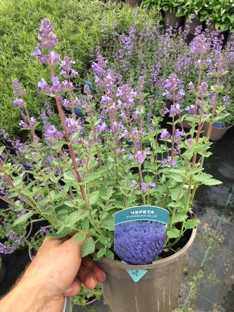 Nepeta 'Purrsian Blue' - 3 Litre Pot - Image 2