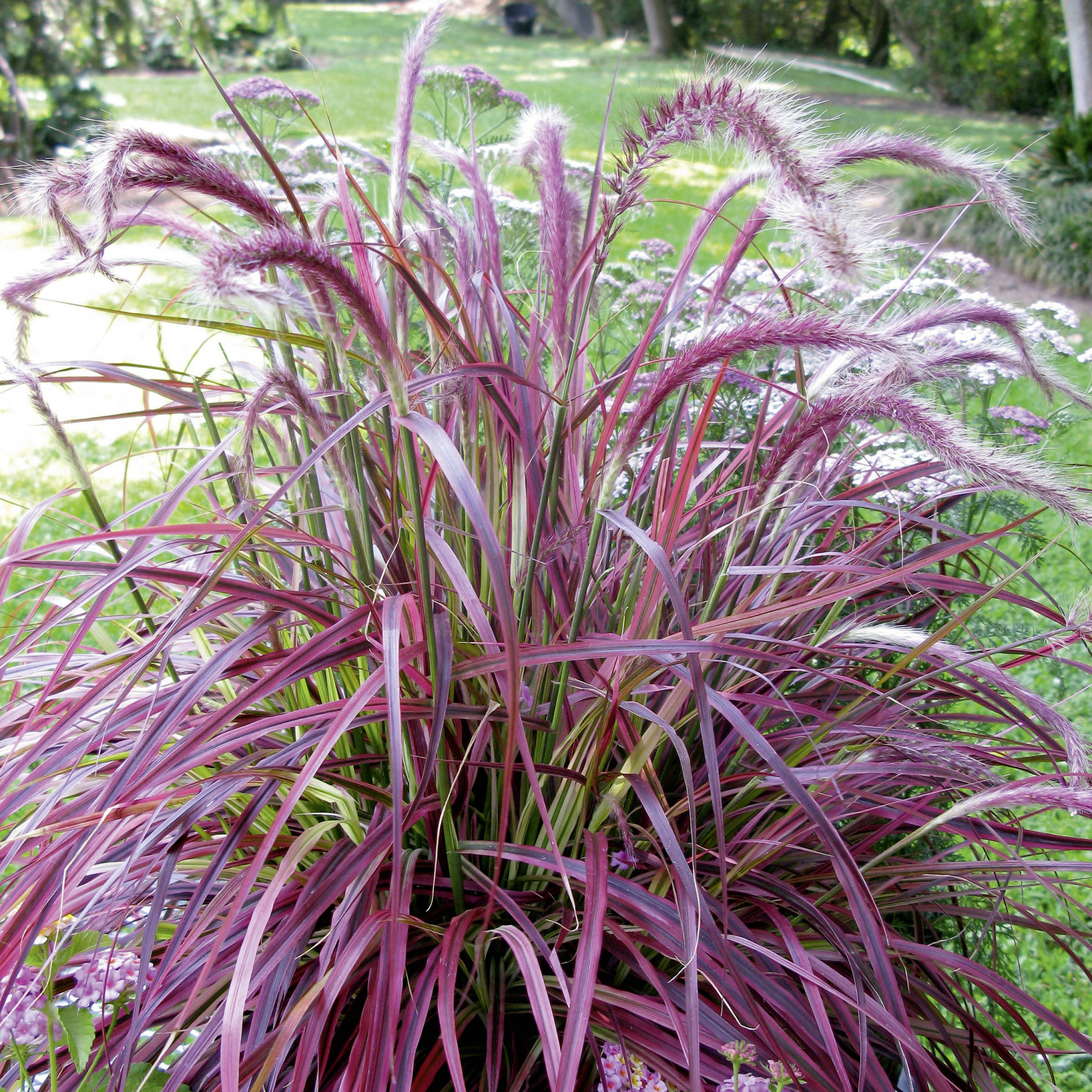 Grass Pennisetum x advena 'Fireworks' - 3 Litre Pot - Provides shelter for insects and small mammals - Image 2