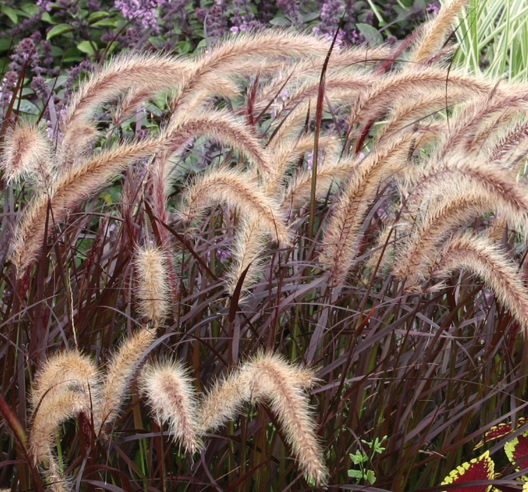 Grass Pennisetum Advena 'Rubrum'  3 Litre Pot - Provides shelter for insects and small mammals