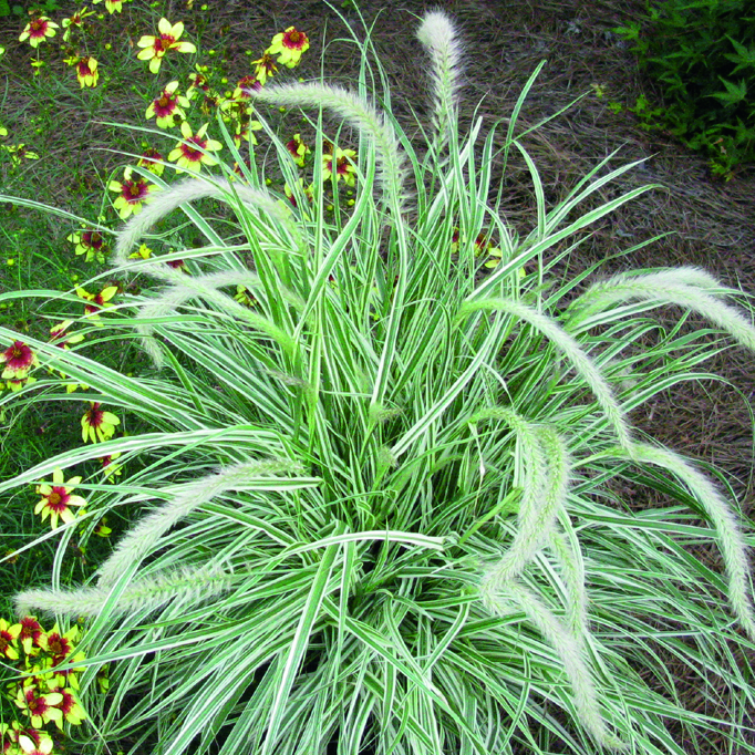 Grass Pennisetum Sky Rocket Perennial Plant in a 3 Litre Pot - Provides shelter for insects and small mammals
