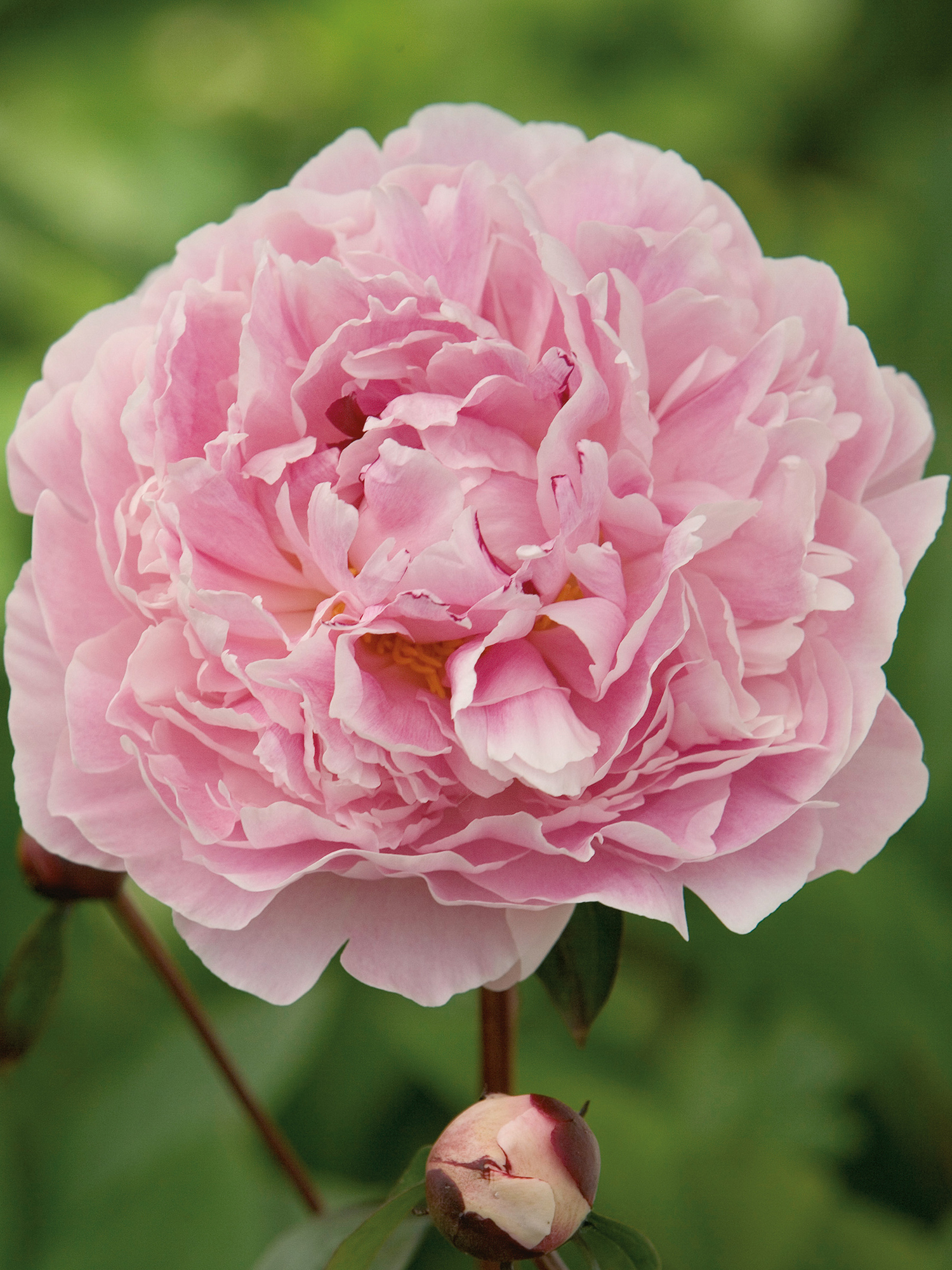 Peony (Paeonia) 'Sarah Bernhardt'  3 Litre Pot - Pink - Attractive to Wildlife - Image 2