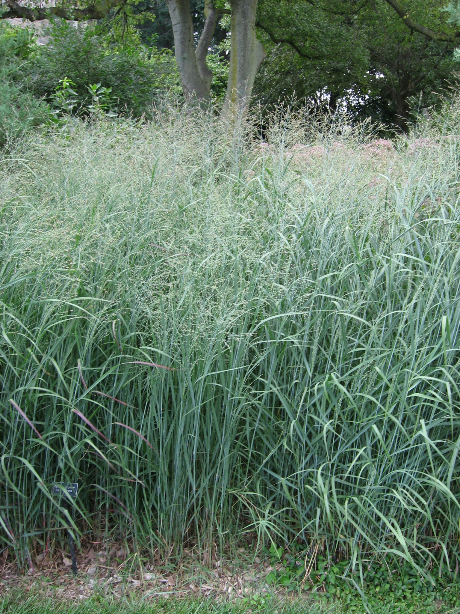 Grass Panicum Virgatum 'Prairie Sky' 3 Litre Pot - Provides shelter for insects and small mammals