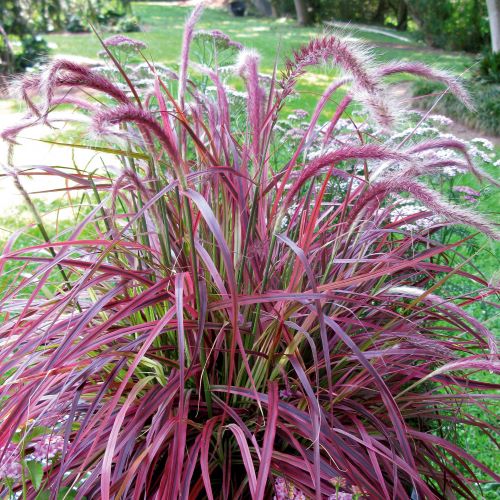 Grass Pennisetum x advena 'Fireworks' - 3 Litre Pot - Provides shelter for insects and small mammals