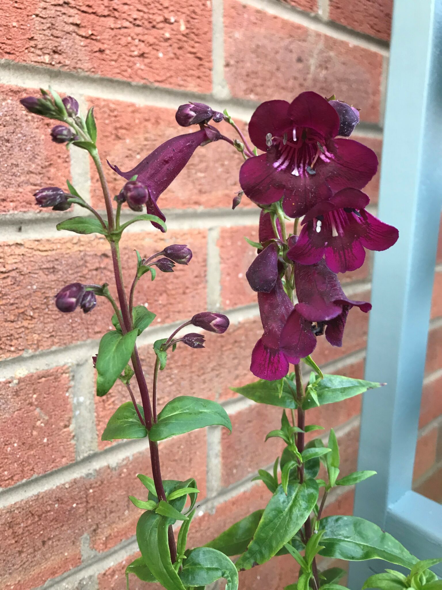Penstemon 'Pensham Plum Jerkum' - 3 Litre pot