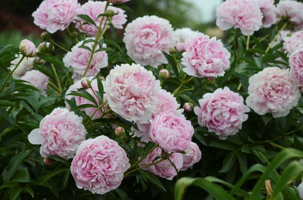 Peony (Paeonia) 'Sarah Bernhardt'  3 Litre Pot - Pink - Attractive to Wildlife