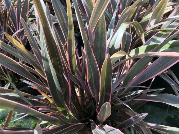 Phormium Pink Stripe 3 Litre Pot