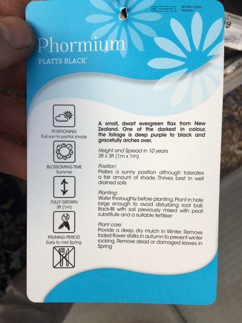 Phormium Platts Black Perennial Shrub in a 3 Litre Pot - Image 2