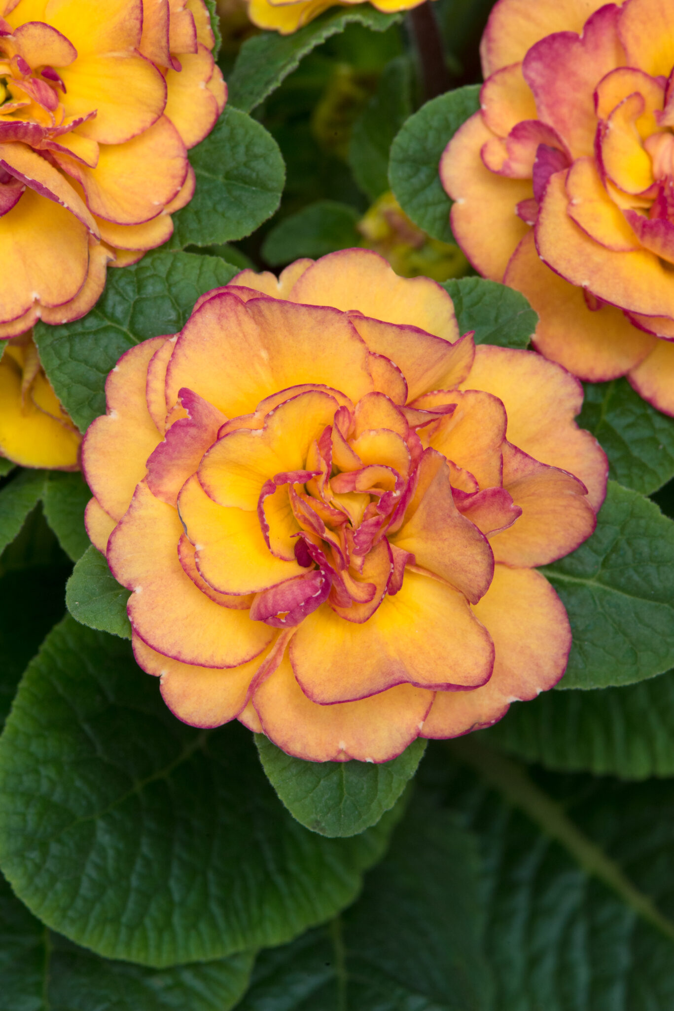 Primula Bellarina Nectarine in a 2 Litre Pot