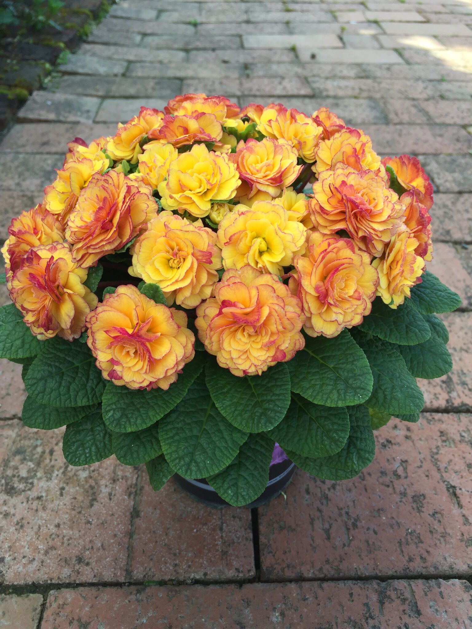 Primula Bellarina Nectarine in a 2 Litre Pot - Image 2