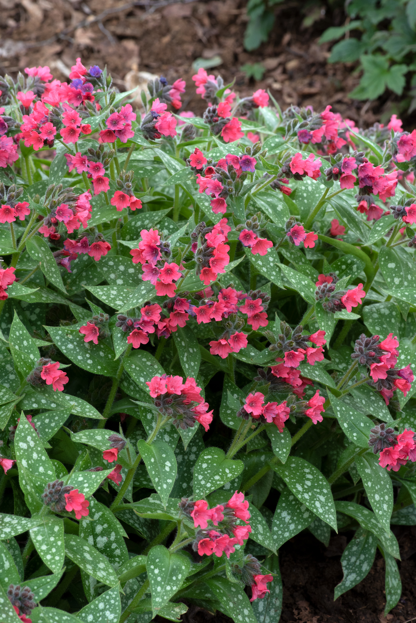 Pulmonaria 'Shrimps on the Barbie' 3 Litre Pot