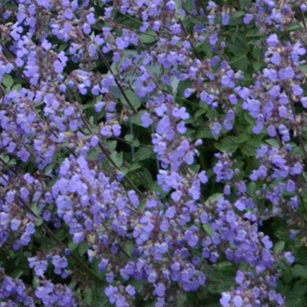 Nepeta 'Purrsian Blue' - 3 Litre Pot