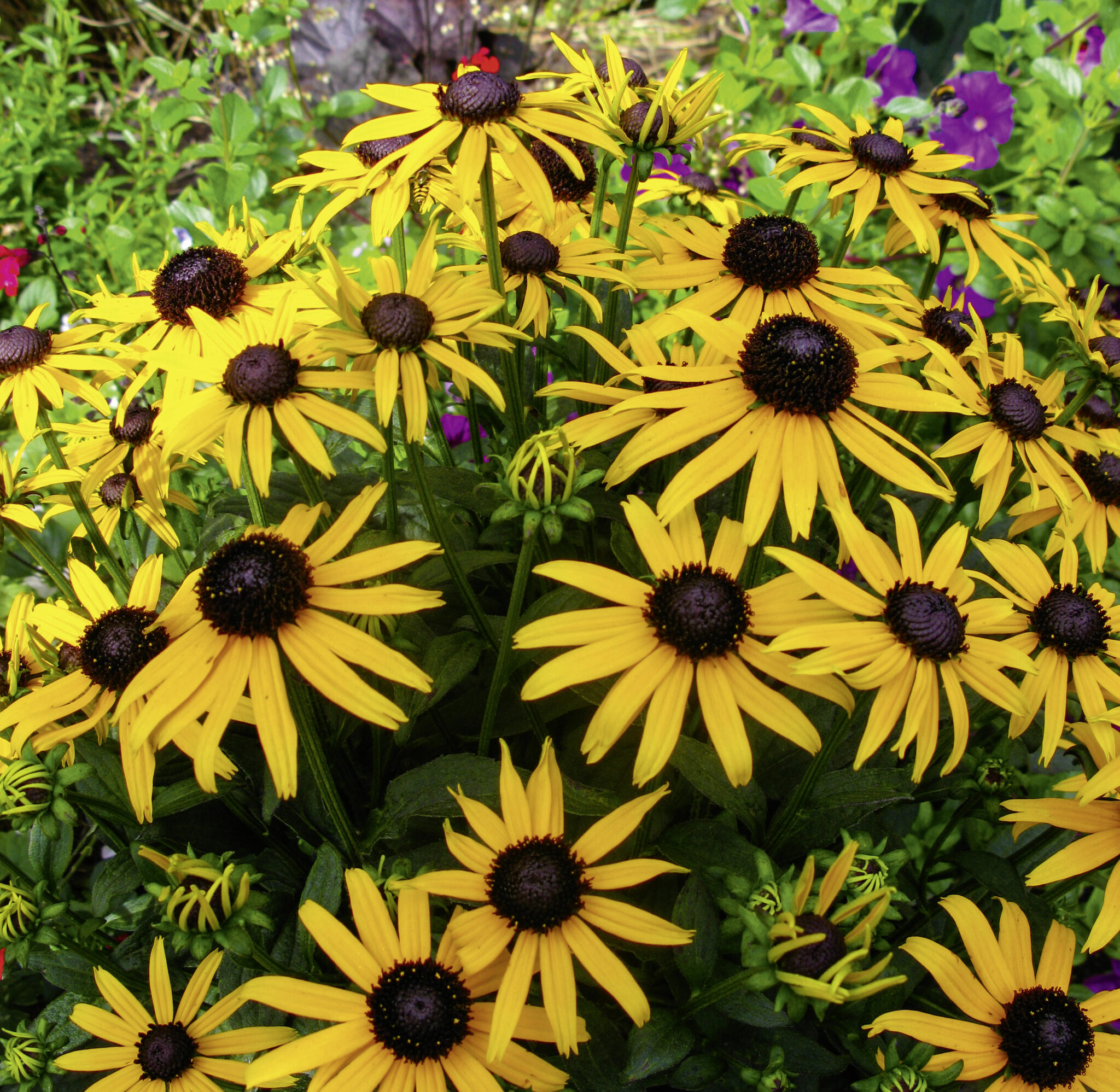 Rudbeckia 'Little Goldstar' - 3 Litre Pot - Bright Colours - Pollinator