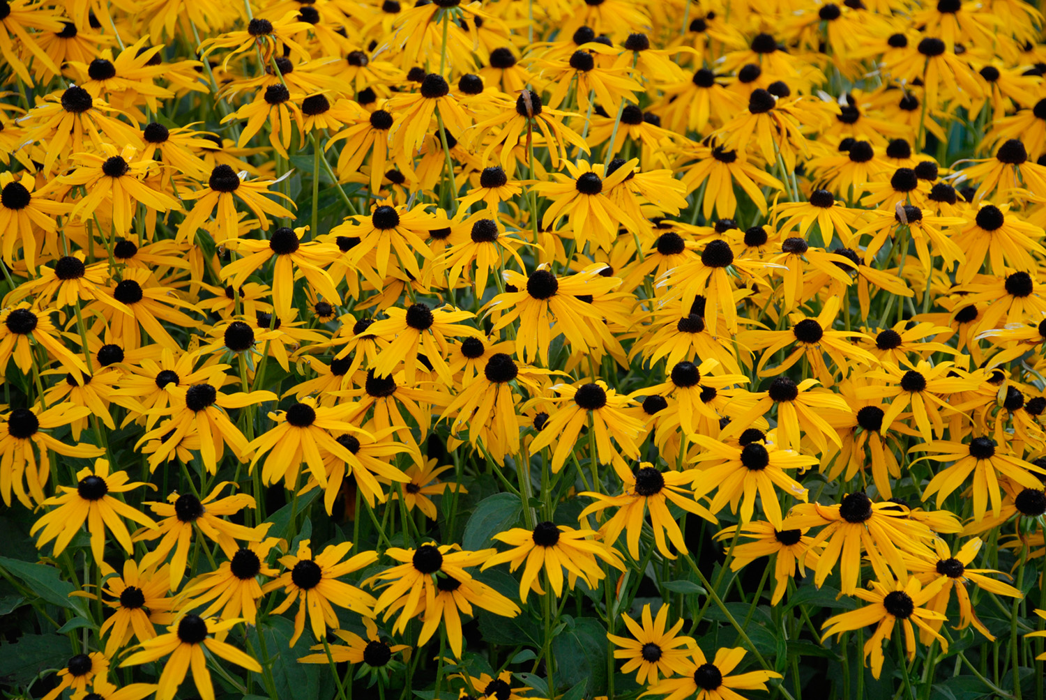 Rudbeckia Goldsturm Perennial Plant in a 3 Litre Pot