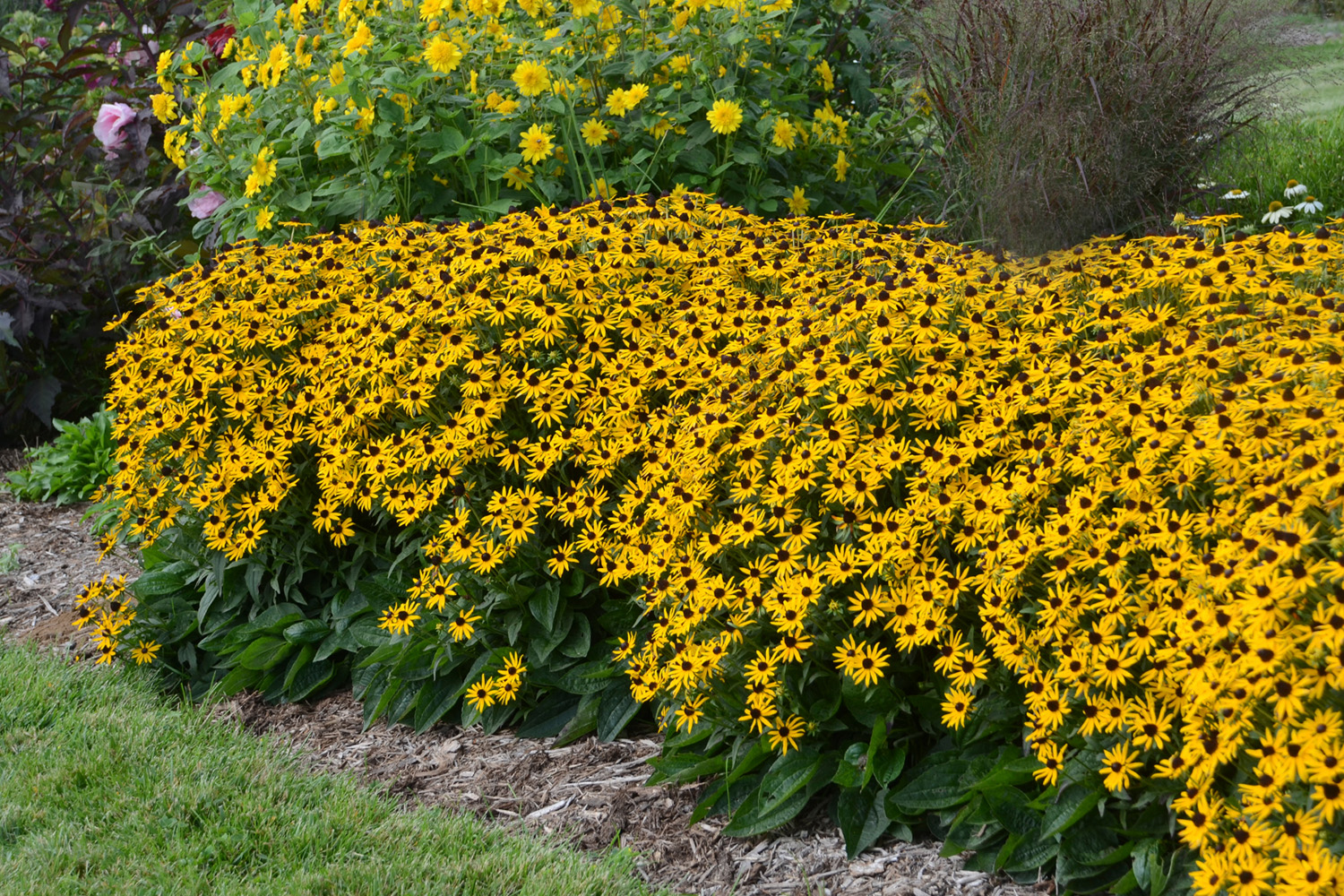 Rudbeckia Goldsturm Perennial Plant in a 3 Litre Pot - Image 2