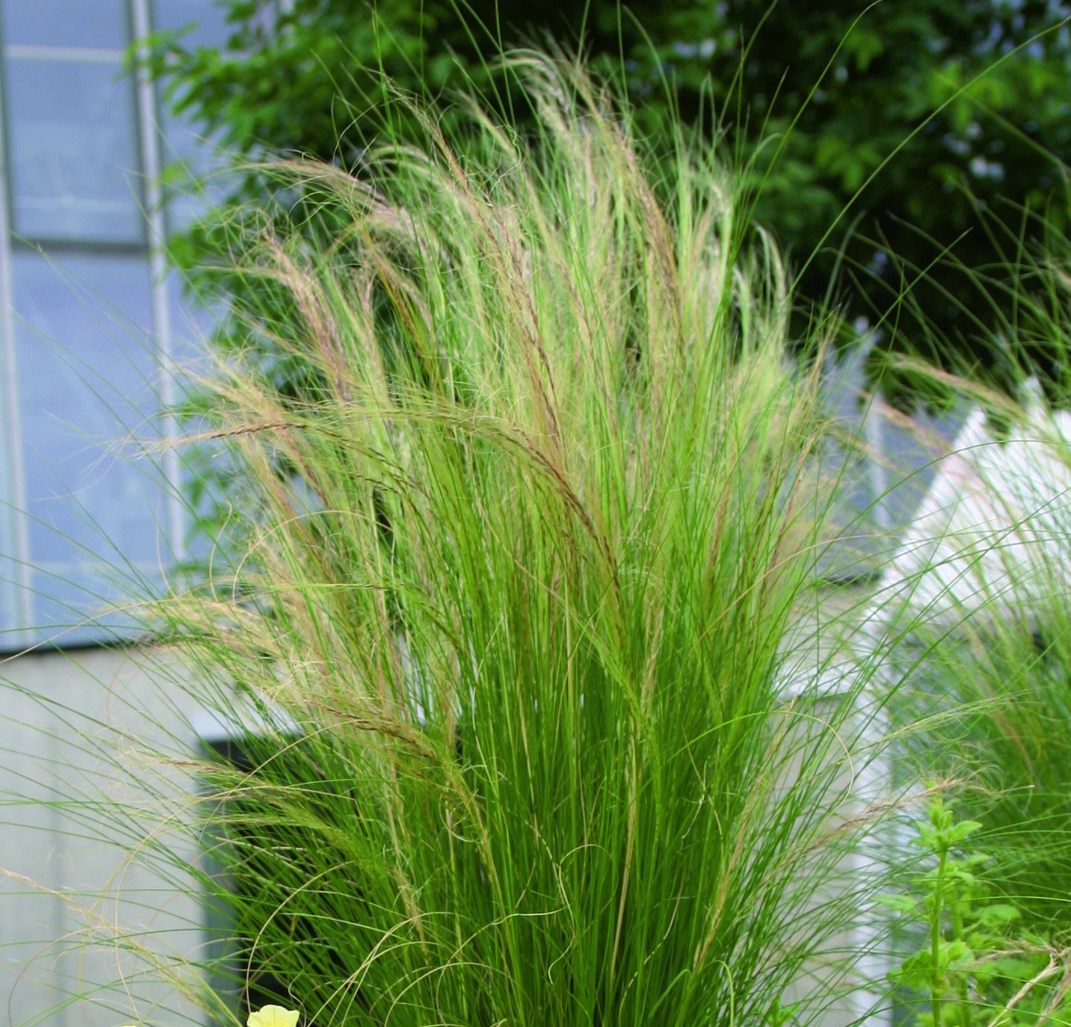 Grass -Stipa tenuissima - 'Pony Tails' - Perennial Plant - 3 Litre Pot - Image 2