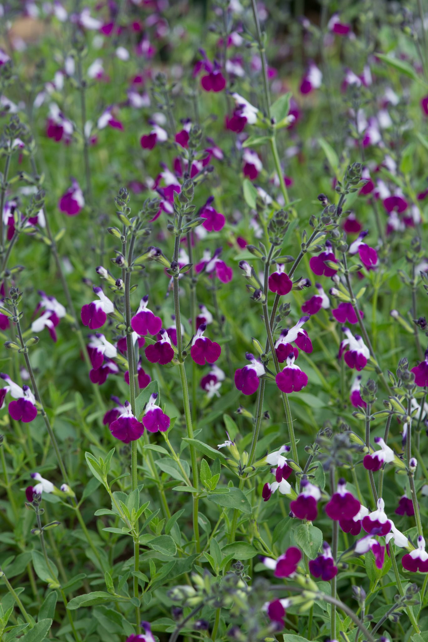 Salvia Amethyst Lips Perennial Plant in a 3 Litre Pot - Image 2