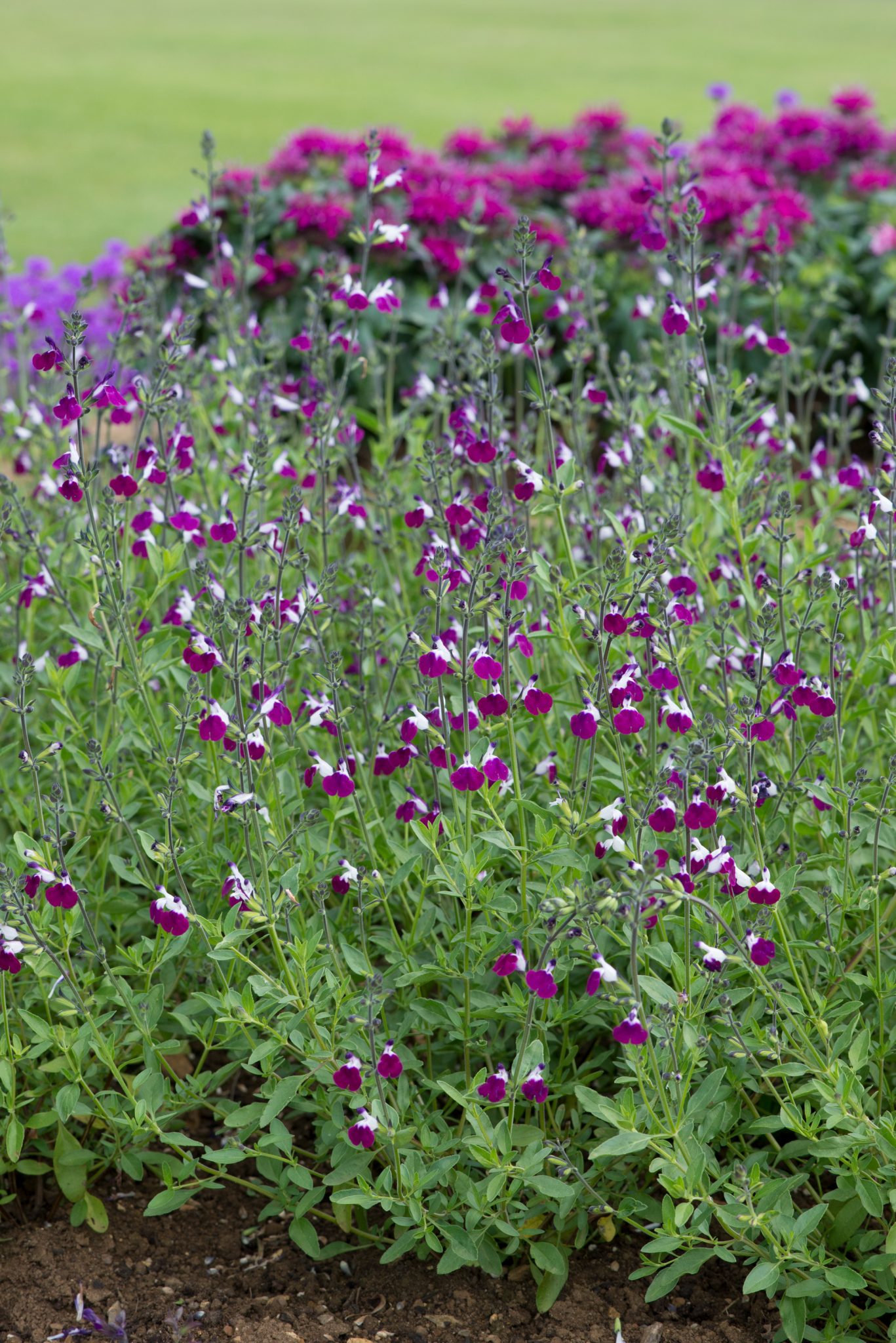 Salvia Amethyst Lips Perennial Plant in a 3 Litre Pot - Image 3
