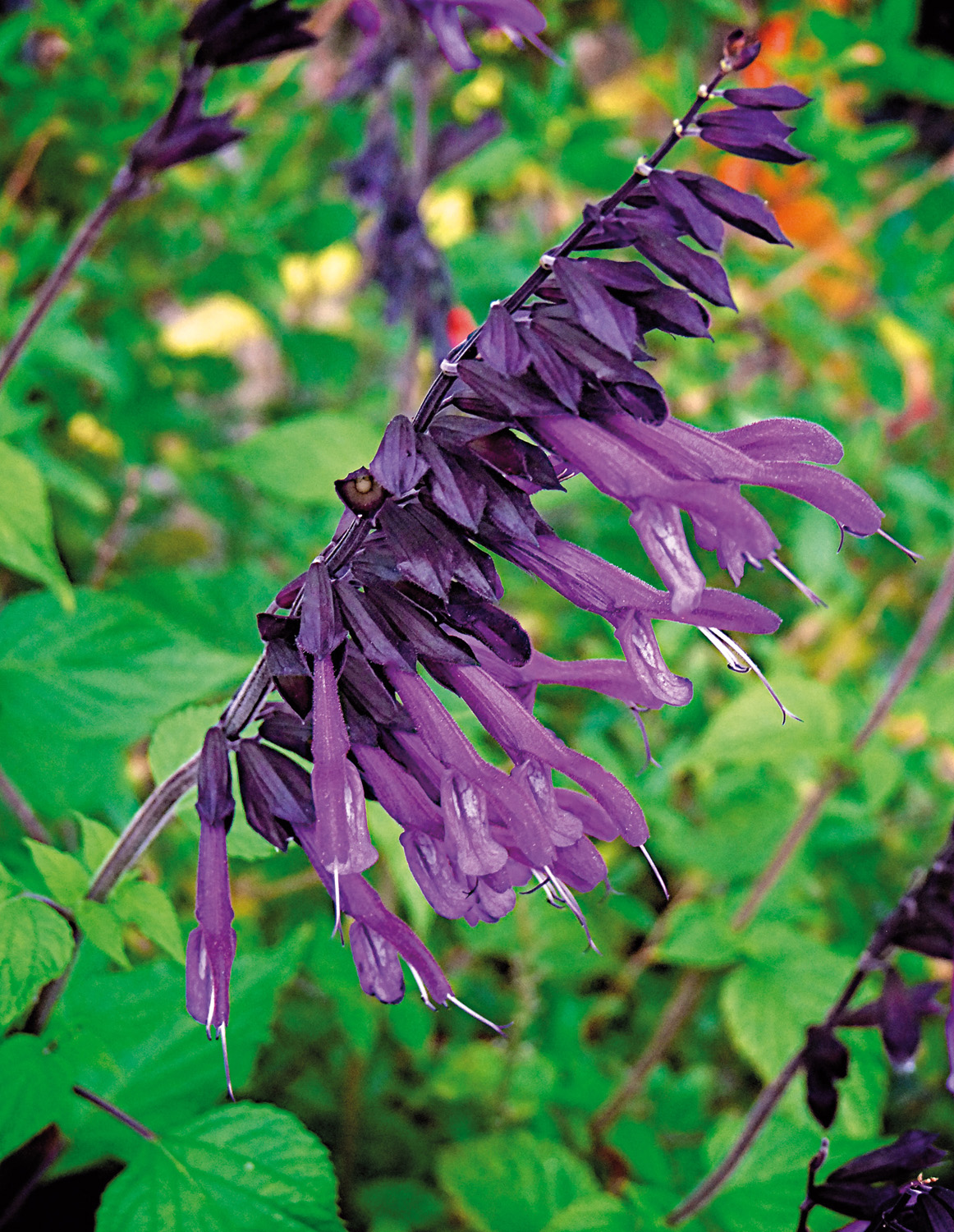 Salvia Amistad Perennial Plant in a 3 Litre Pot