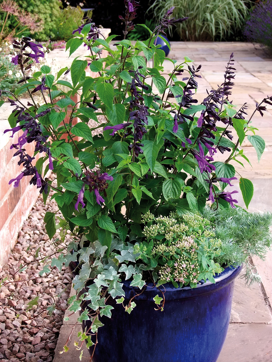 Salvia Amistad Perennial Plant in a 3 Litre Pot - Image 2