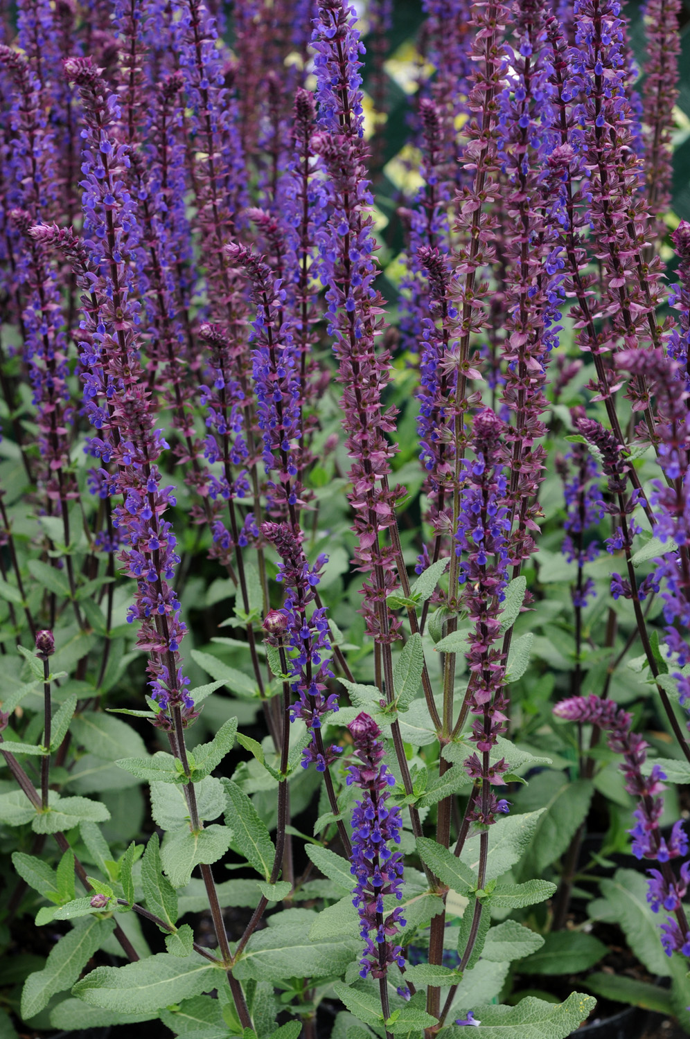 Salvia Caradonna Perennial Plant in a 3 Litre Pot - Purple - Pollinator - Image 2