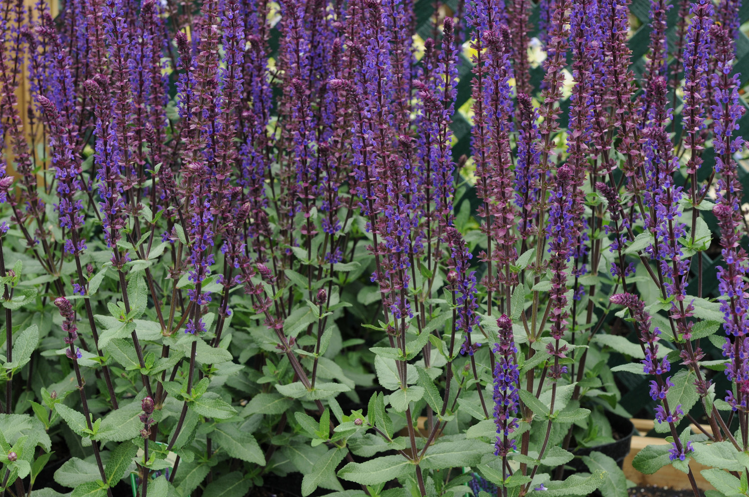 Salvia Caradonna Perennial Plant in a 3 Litre Pot - Purple - Pollinator
