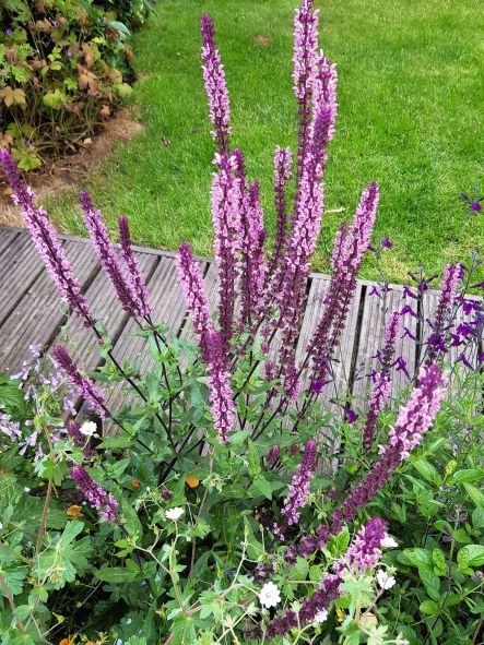 Salvia (Caradonna) - Pink - 3 Litre Pot - Image 2