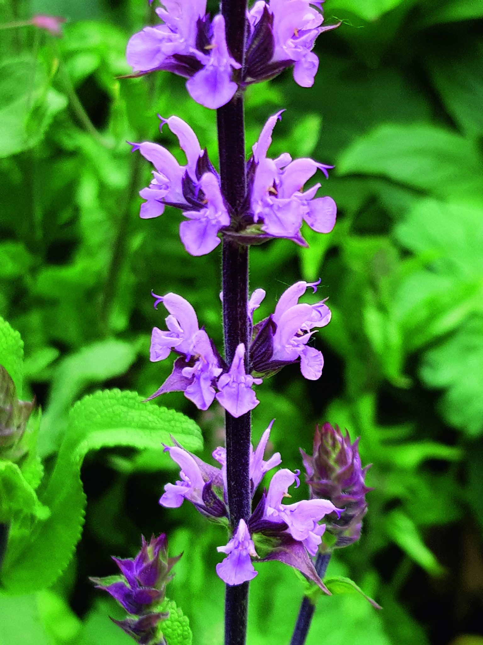 Salvia (Caradonna) - Pink - 3 Litre Pot