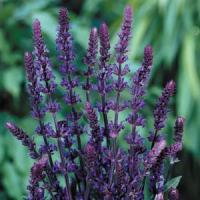 Salvia (Ostfriesland) - Blue - 3 Litre Pot - Pollinator - Image 5