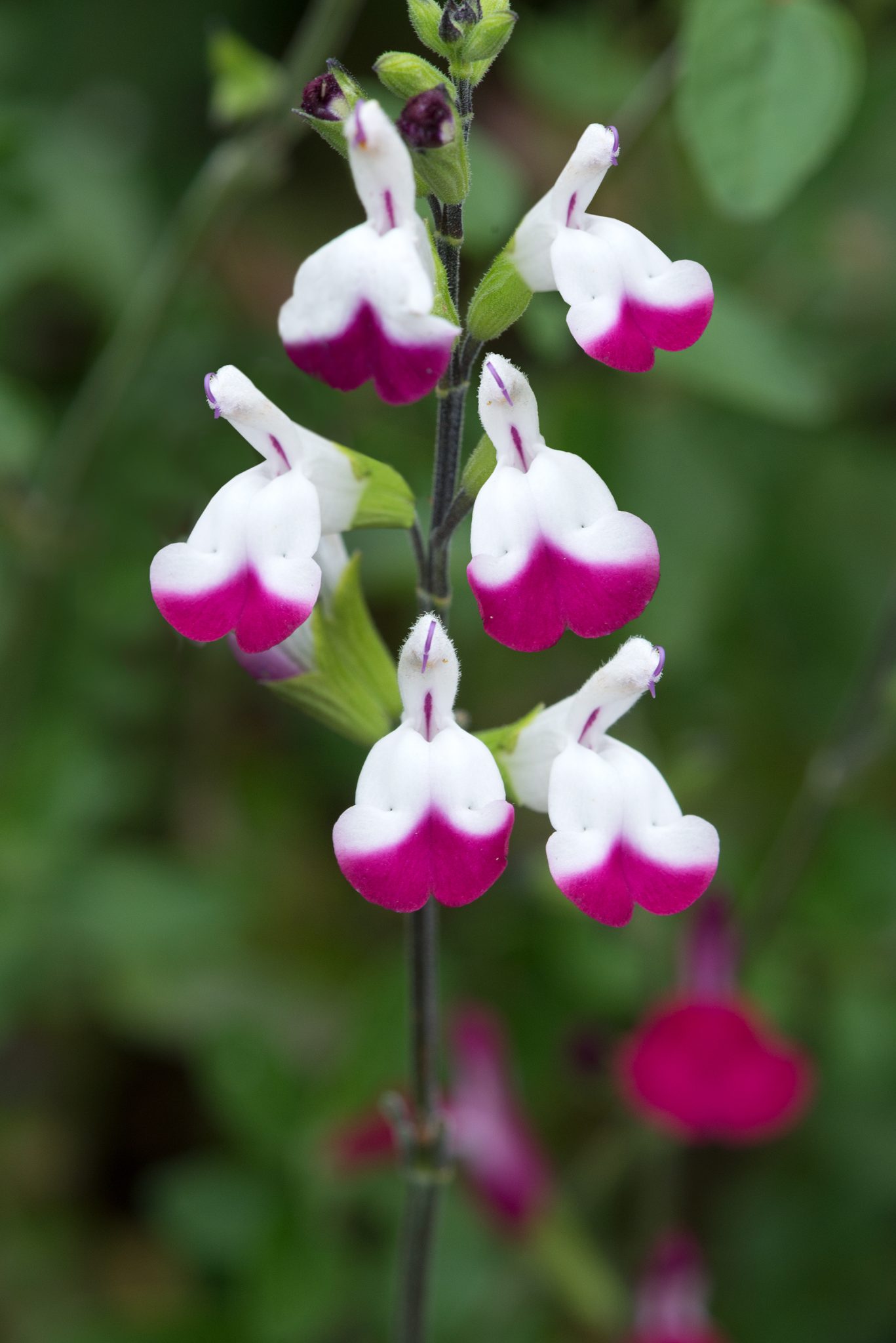 Salvia Cherry Lips Perennial Plant in a 3 Litre Pot