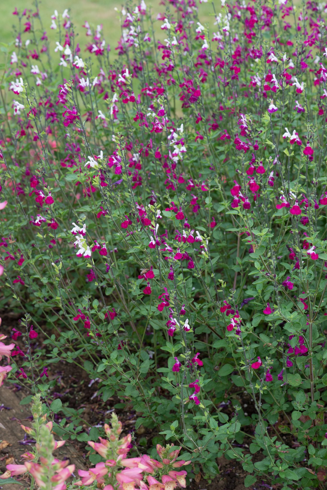 Salvia Cherry Lips Perennial Plant in a 3 Litre Pot - Image 2