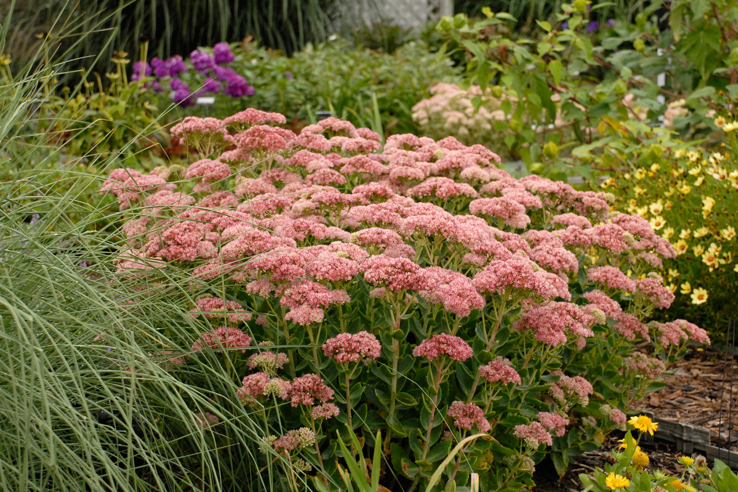 Grass -Stipa tenuissima - 'Pony Tails' - Perennial Plant - 3 Litre Pot - Image 78