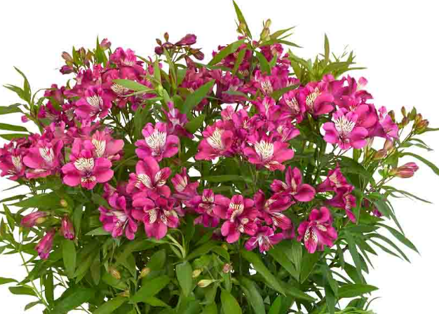 Alstroemeria (Peruvian Lily) 'Garden Summer Chic' 3 Litre/ 19cm diameter Pot - Pink - Pollinator - PRE ORDER MARCH 2026