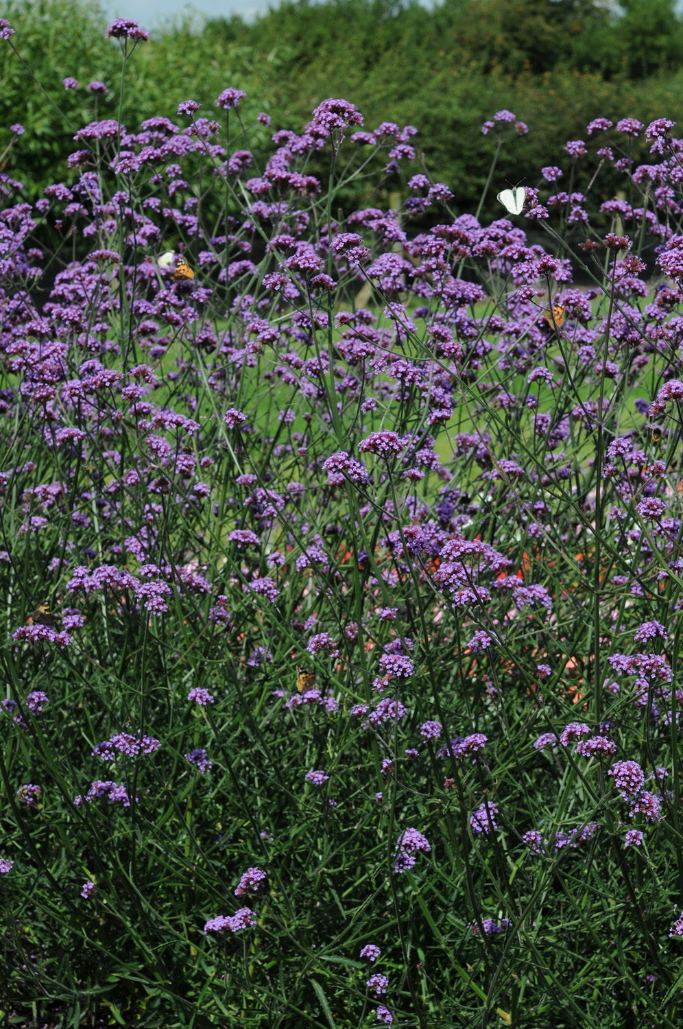 Verbena 'Bonariensis Buenos Aires'  3 Litre Pot - Image 2