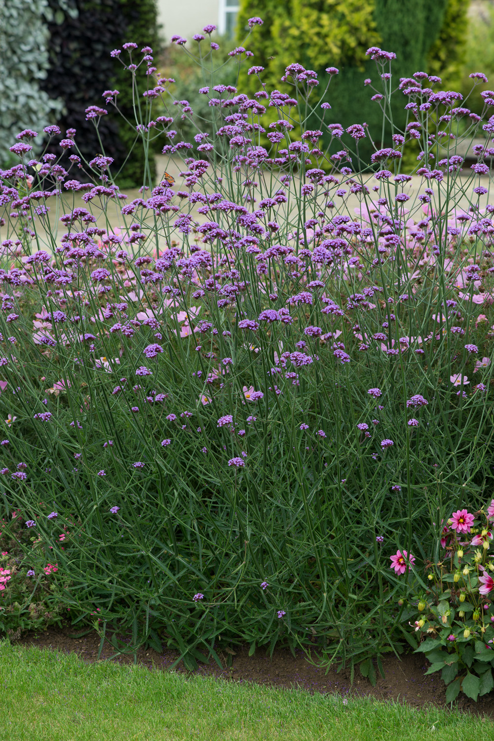 Verbena 'Bonariensis Buenos Aires'  3 Litre Pot - Image 3
