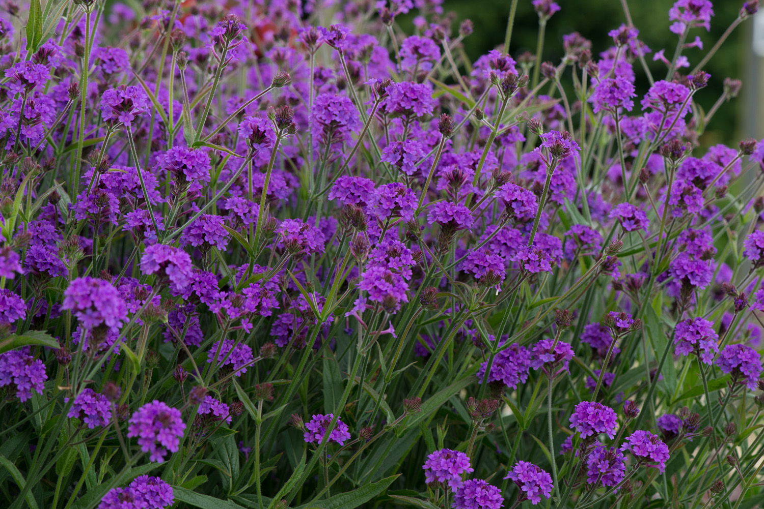 Verbena 'Santos Purple' 3 Litre Pot - Image 3