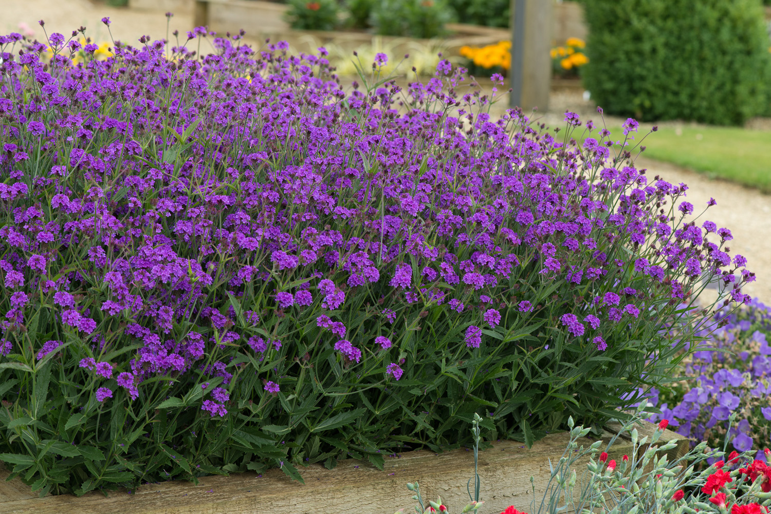 Verbena 'Santos Purple' 3 Litre Pot - Image 2