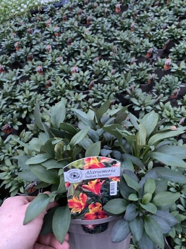 Alstroemeria - 'Indian Summer' in a 3 Litre Pot - Pollinator. - Cade Street  Nursery