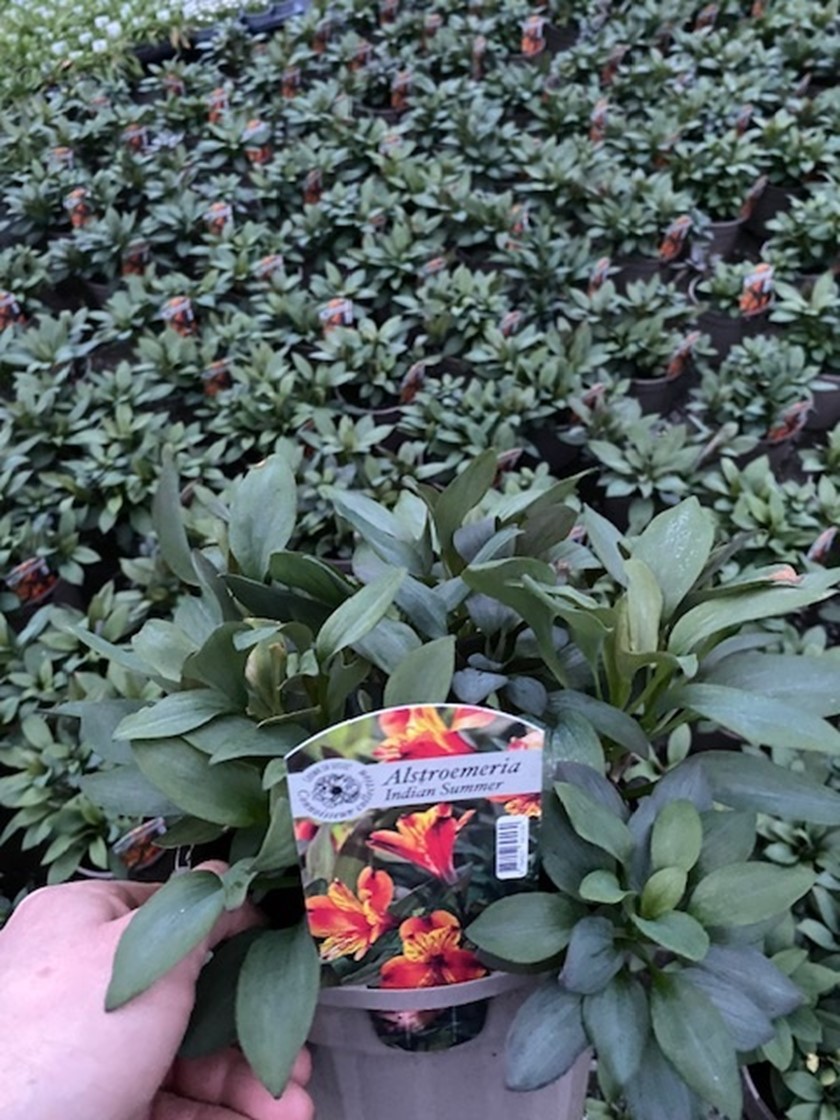 Alstroemeria - 'Indian Summer' - 3 Litre Pot - Pollinator. - Image 3