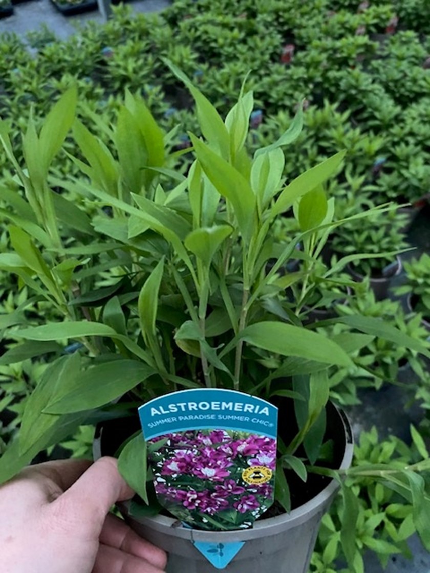 Alstroemeria (Peruvian Lily) 'Garden Summer Chic' 3 Litre/ 19cm diameter Pot - Pink - Pollinator - PRE ORDER MARCH 2026 - Image 2