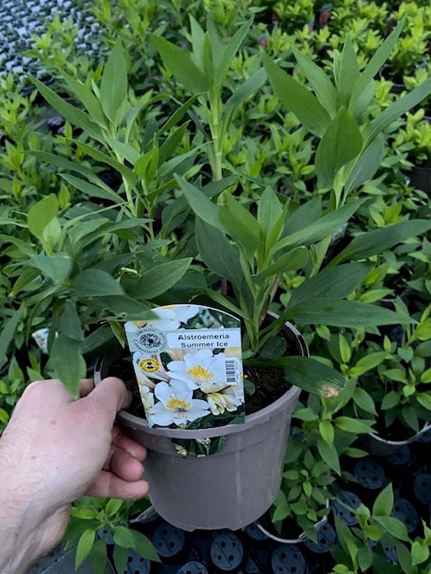 Alstroemeria (Peruvian Lily) - 'Garden Summer Sky'- 3 Litre pot - Creamy/White flowers - Image 2